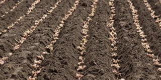 Potato Planting Potato Planting