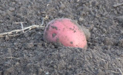 Potato planting nearing completion in Manitoba Potato planting nearing completion in Manitoba