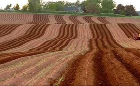 PEI Potato Industry Shocked by McCain Plant closure PEI Potato Industry Shocked by McCain Plant closure