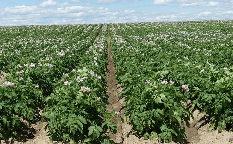 Rows of potato plants at an Alberta farm. (Courtesy: Potato Growers of Alberta) Rows of potato plants at an Alberta farm. (Courtesy: Potato Growers of Alberta)