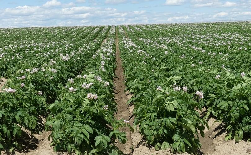 Rows of potato plants at an Alberta farm. (Courtesy: Potato Growers of Alberta)