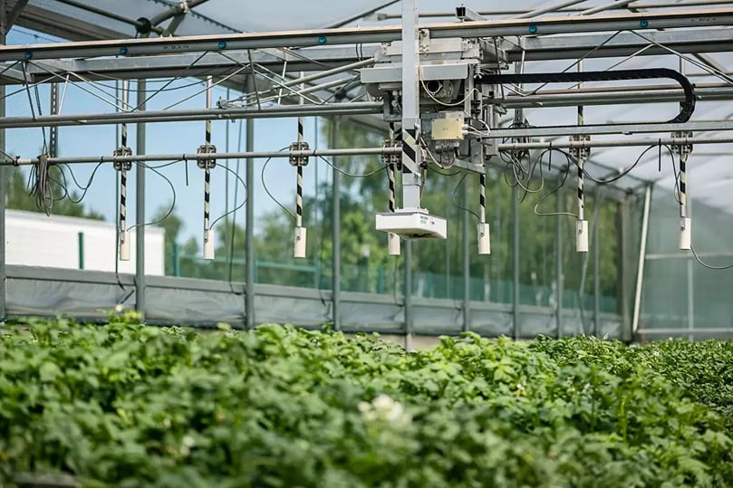 Every day, photographs are taken of the potato plants being studied so that their development can be closely monitored and compared. Every day, photographs are taken of the potato plants being studied so that their development can be closely monitored and compared.