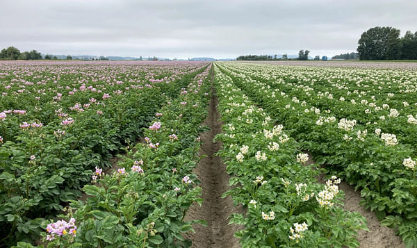 How can we improve soil health in potato cropping systems?