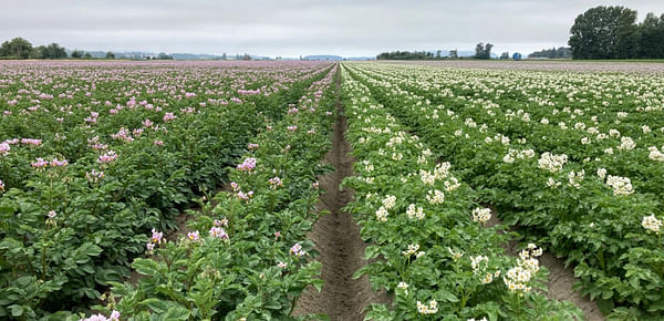 How can we improve soil health in potato cropping systems?