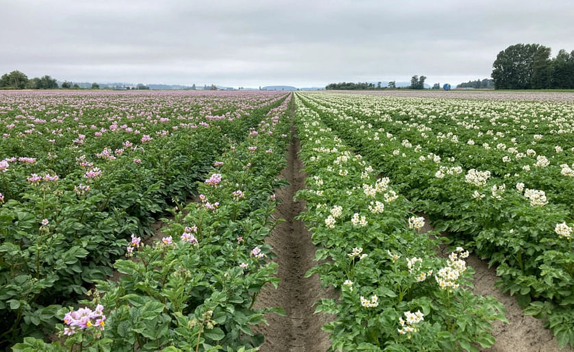 Potato plants blooming in a field in northwestern Washington. Researchers are looking at ways to grow potatoes with less soil disturbance, which can improve soil health. (Courtesy: Deirdre Griffin LaHue)