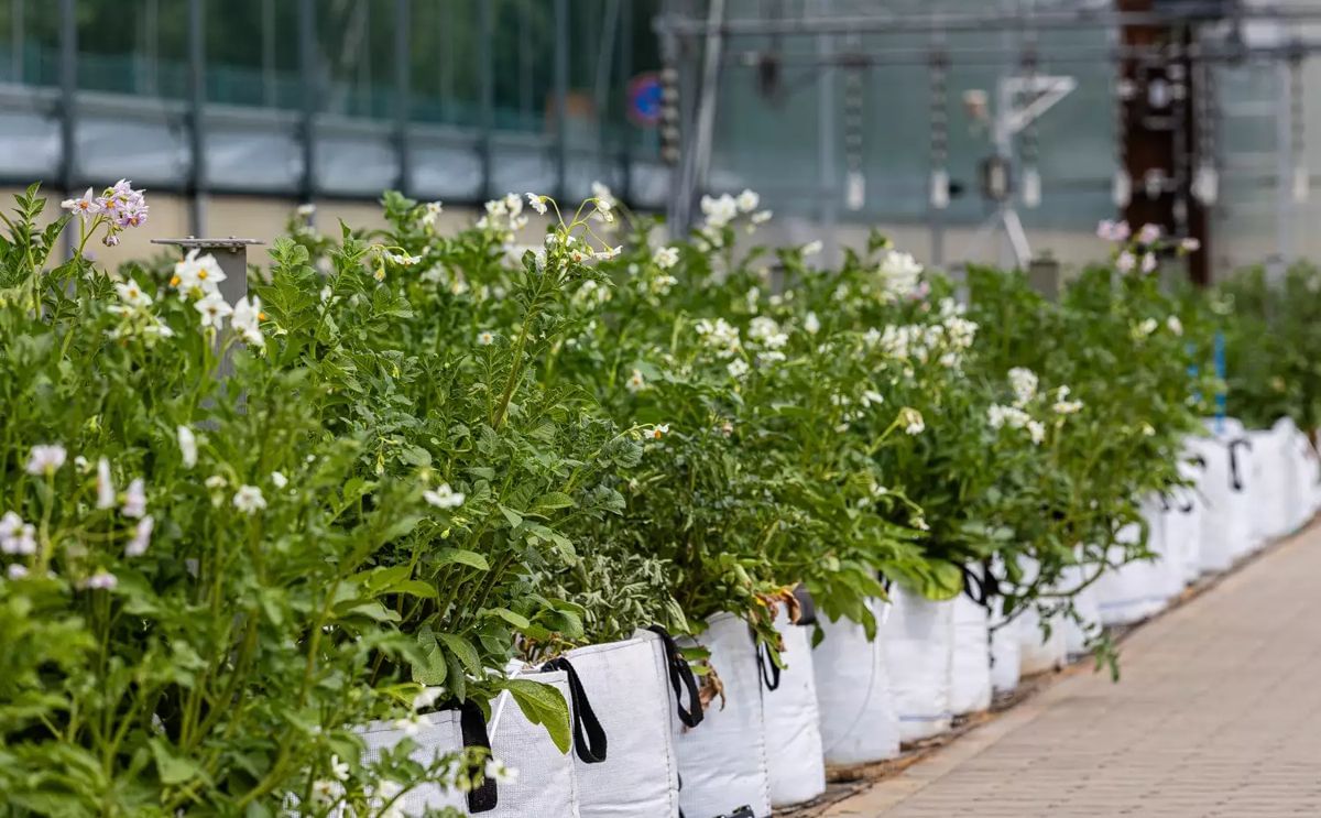 A large number of potato plants grew in the greenhouses of the Max Planck Institute of Molecular Plant Physiology in the summer of 2025.