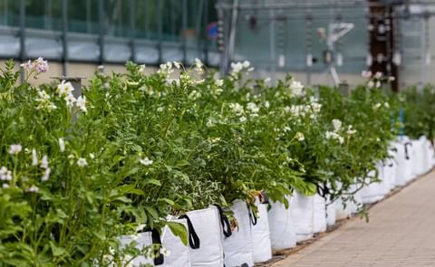 A large number of potato plants grew in the greenhouses of the Max Planck Institute of Molecular Plant Physiology in the summer of 2025. A large number of potato plants grew in the greenhouses of the Max Planck Institute of Molecular Plant Physiology in the summer of 2025.