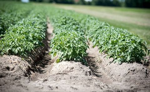 Potato plants thrive in neat rows—part of global efforts to combat late blight. Aberystwyth University leads a cross-border initiative using AI and plant science to tackle Phytophthora infestans, which causes over €4 billion in crop losses annually. Potato plants thrive in neat rows—part of global efforts to combat late blight. Aberystwyth University leads a cross-border initiative using AI and plant science to tackle Phytophthora infestans, which causes over €4 billion in crop losses annually.