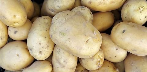 The North-western European Potato growers (NEPG) responds to the price drop of free buy potatoes (non-contracted potatoes)and the negative signal this sends to the growers.