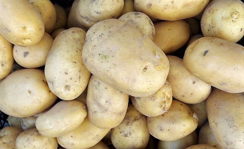 Potato prices stagnate in Moldova due to low demand
