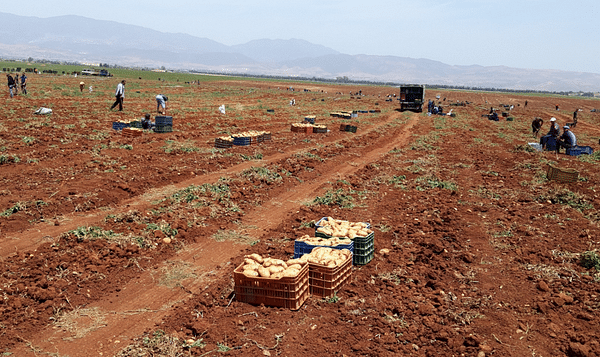 Algeria: Analysis of the potato value chain in the province of El-Oued.