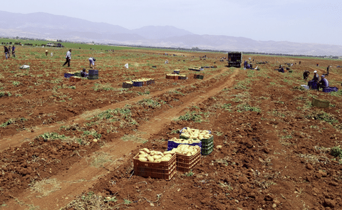 Algeria: Analysis of the potato value chain in the province of El-Oued Algeria: Analysis of the potato value chain in the province of El-Oued