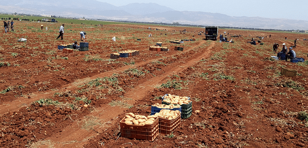 Algeria: Analysis of the potato value chain in the province of El-Oued.