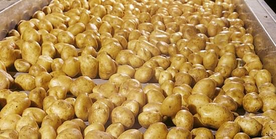 Potato Processing at Nedato