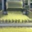 Potato Processing Lines