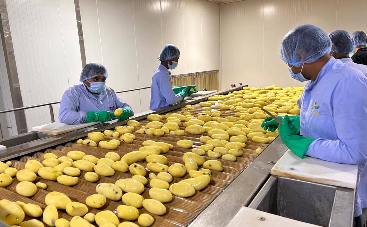 Workers inspect and sort potatoes on a processing line, highlighting the importance of quality control, efficient handling, and processing technologies across the potato value chain