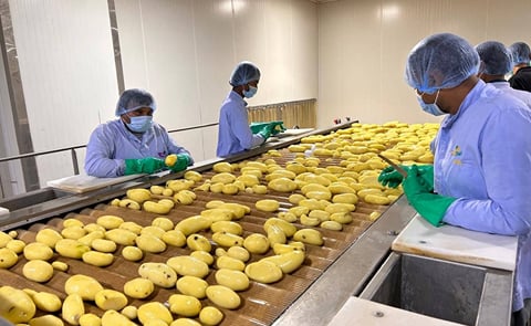 Workers inspect and sort potatoes on a processing line, highlighting the importance of quality control, efficient handling, and processing technologies across the potato value chain Workers inspect and sort potatoes on a processing line, highlighting the importance of quality control, efficient handling, and processing technologies across the potato value chain