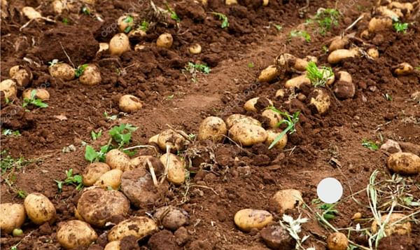Potato Production in key production areas of India affected by Unseasonal Rains and Heat Wave