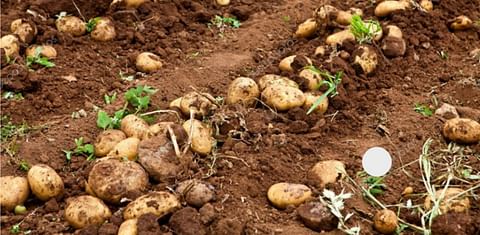 Potato Production in key production areas of India affected by Unseasonal Rains and Heat Wave