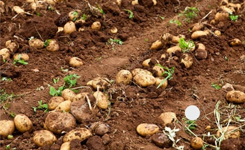 Potato Production in India affected by Unseasonal Rains and Heat Wave Potato Production in India affected by Unseasonal Rains and Heat Wave