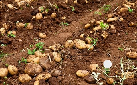 Potato Production in India affected by Unseasonal Rains and Heat Wave