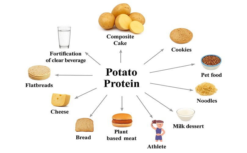 Applications of Potato Protein in Food and Industry