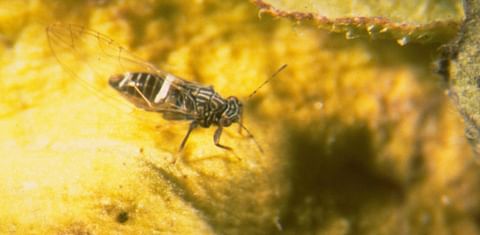 Potato Psyllids (Courtesy: Center for Invasive Species Research)