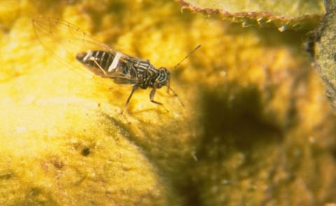 Potato Psyllid Potato Psyllid