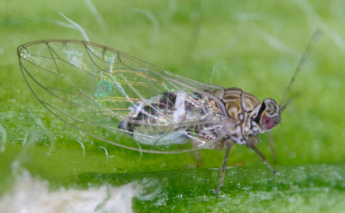Zebra chip pathogen found in Western Canada for the first time Zebra chip pathogen found in Western Canada for the first time