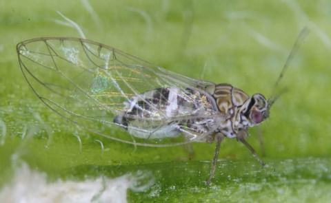 Potato psyllids that carry the Lso (Candidatus Liberibacter solanacearum) pathogen can cause zebra chip disease in potato crops. Potato psyllids that carry the Lso (Candidatus Liberibacter solanacearum) pathogen can cause zebra chip disease in potato crops.