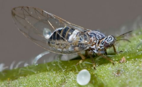 Adult Potato Psyllid (Bactericera (paratrioza) cockerelli) (Courtesy: Gary McDonald) Adult Potato Psyllid (Bactericera (paratrioza) cockerelli) (Courtesy: Gary McDonald)