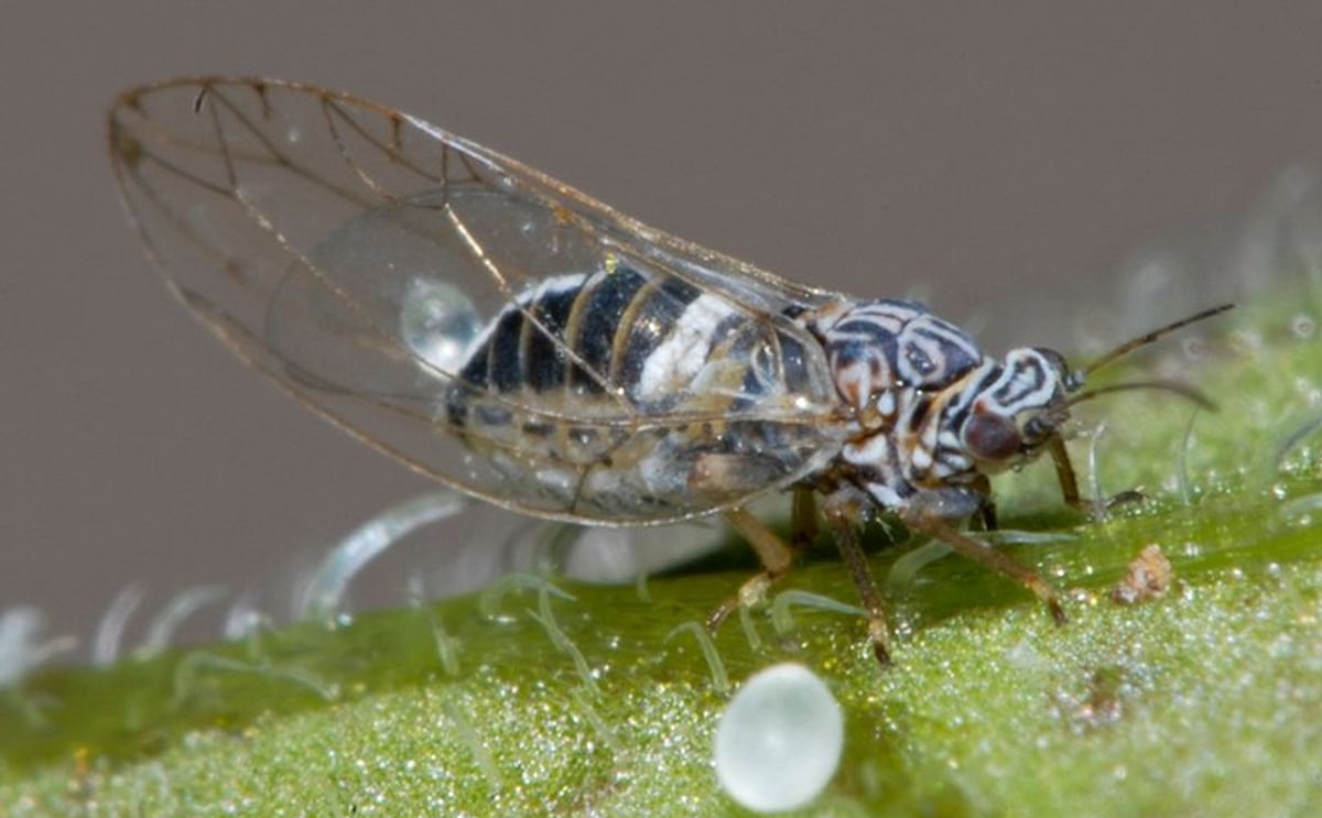 Adult Potato Psyllid (Bactericera (paratrioza) cockerelli) (Courtesy: Gary McDonald)