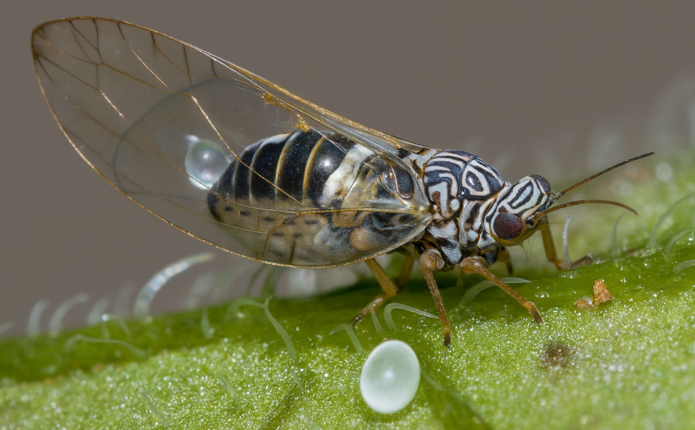 Adult Potato Psyllid (Bactericera (paratrioza) cockerelli) (Courtesy: Gary McDonald)