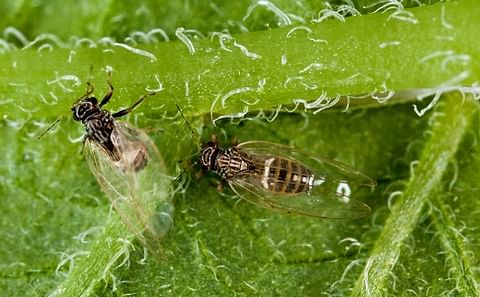 Potatoes New Zealand: Potato Psyllid well under control thanks to research Potatoes New Zealand: Potato Psyllid well under control thanks to research