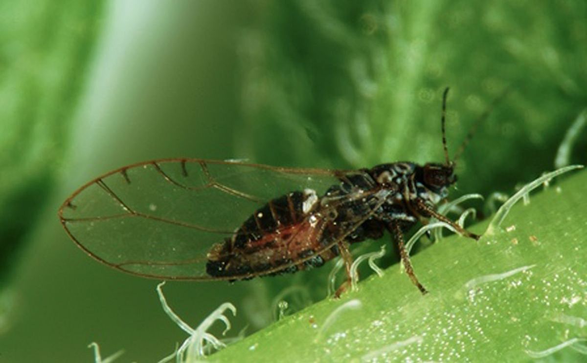 An adult potato psyllid, the insect responsible for the spread of Zebra Chip disease (Candidatus Liberibacter solanacearum) in potatoes 
(Courtesy: Don Henne, Texas A&M AgriLife Research)