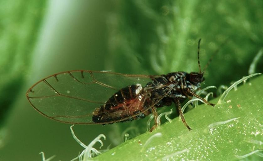An adult potato psyllid, the insect responsible for the spread of Zebra Chip disease (Candidatus Liberibacter solanacearum) in potatoes 
(Courtesy: Don Henne, Texas A&M AgriLife Research)
