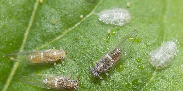 Discovery of Potato Psyllids in Western Australia a serious blow to the industry