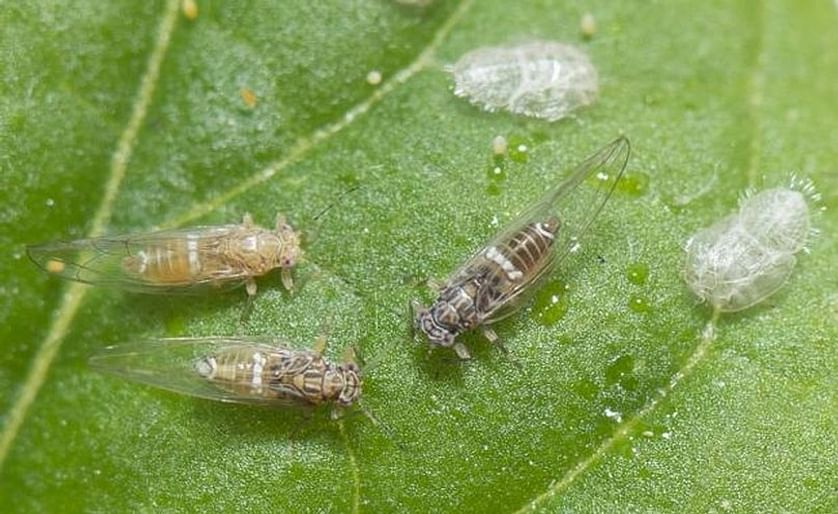Potato Psyllids: Bactericera cockerelli, nymph cases, nymph and adult
(Courtesy: Department of Agriculture and Food, Western Australia)
