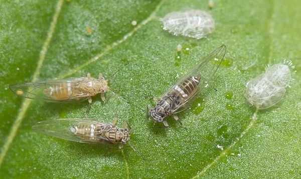 Only a matter of time before the potato psyllid arrives in East Australia, says researcher