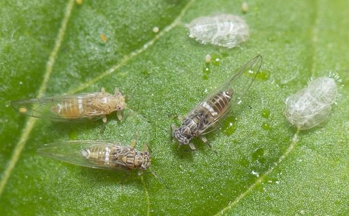 Potato Psyllids: Bactericera cockerelli, nymph cases, nymph and adult (Courtesy: Department of Agriculture and Food, Western Australia)