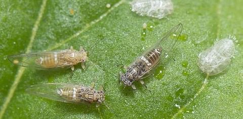 Only a matter of time before the potato psyllid arrives in East Australia, says researcher