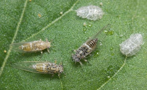 Potato Psyllids: Bactericera cockerelli, nymph cases, nymph and adult (Courtesy: Department of Agriculture and Food, Western Australia) Potato Psyllids: Bactericera cockerelli, nymph cases, nymph and adult (Courtesy: Department of Agriculture and Food, Western Australia)