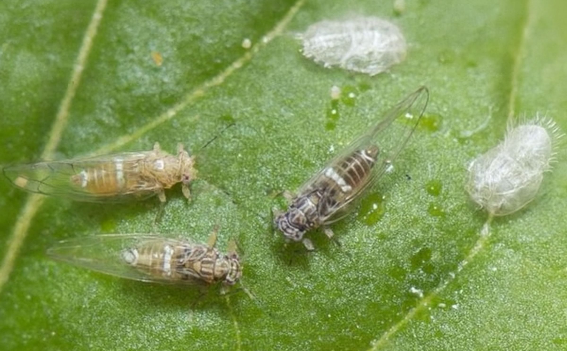 Potato Psyllids: Bactericera cockerelli, nymph cases, nymph and adult(Courtesy: Department of Agriculture and Food, Western Australia)