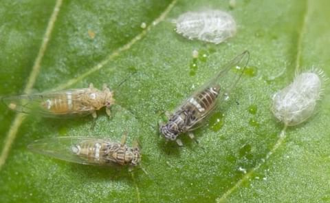 Potato Psyllids: Bactericera cockerelli, nymph cases, nymph and adult(Courtesy: Department of Agriculture and Food, Western Australia) Potato Psyllids: Bactericera cockerelli, nymph cases, nymph and adult(Courtesy: Department of Agriculture and Food, Western Australia)