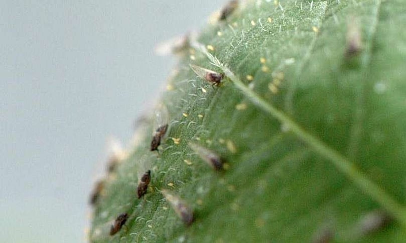 Potato psyllids cover the leaf of a potato plant Potato psyllids cover the leaf of a potato plant