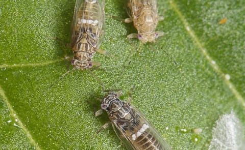 Potato Psyllids Potato Psyllids