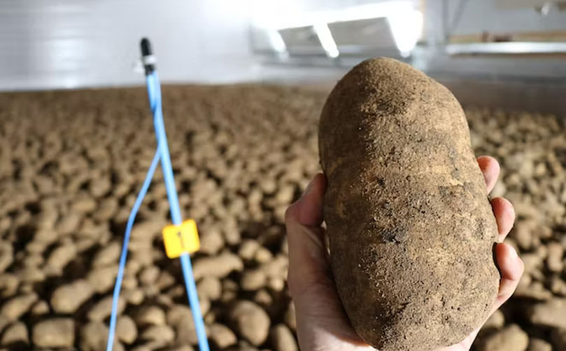 Potato quality perspective