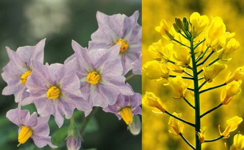 Potato and rapeseed – sources of future cardio-vascular health? Potato and rapeseed – sources of future cardio-vascular health?