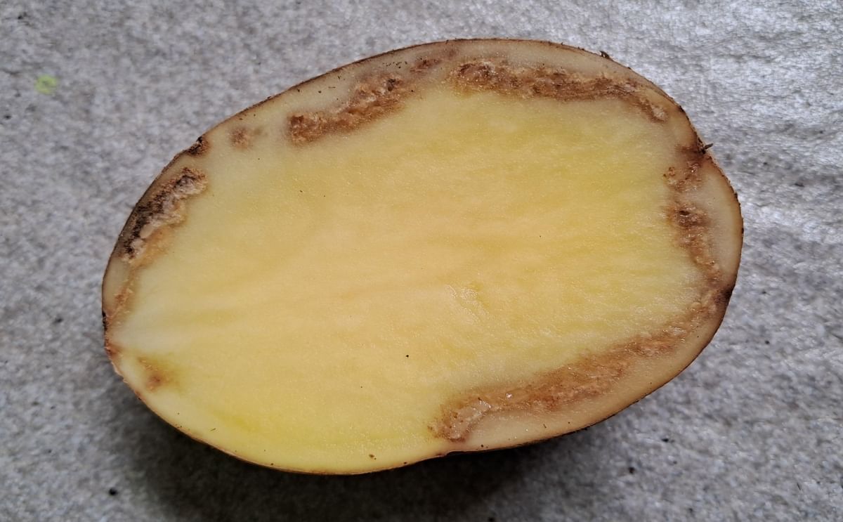 Potato Ringrot