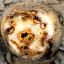 Potato Ring Rot / Clavibacter